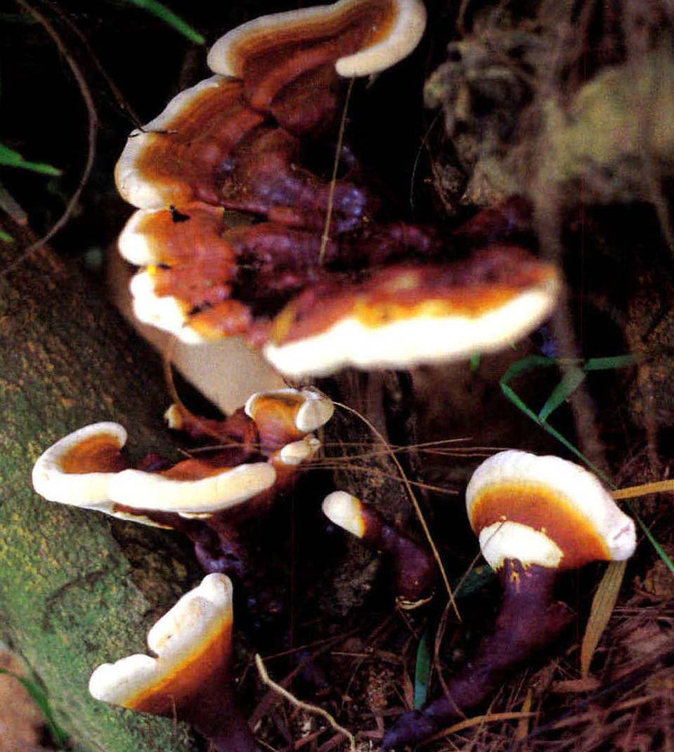 Ganoderma tropicum (Jungh.) Bres.